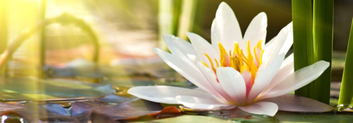 Chiropractic Wichita KS Wellness Flower Tranquil Lily Floating On Pond Surface