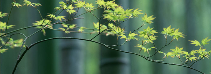 Chiropractic Wichita KS Wellness Tree Delicate Maple Tree Branches